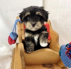 Prod�m roztomil� a zdrav� �t��ata havanese.