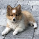 O�kovan� �t��ata �heltie