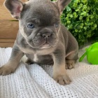 �t��ata francouzsk�ho buldo�ka.