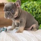 �t��ata francouzsk�ho buldo�ka.