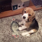 �t��ata b�gla