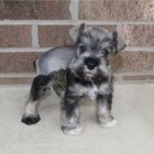 mini �t��ata mal�ch kn�ra��