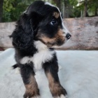 mini �t��ata Bernedoodle.