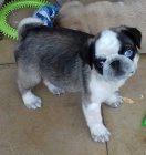 �t��ata Panda mopse