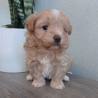 Prod�m ZDRAV� a O�KOVAN� �t��ata Maltipoo