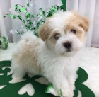 Prod�m roztomil� a zdrav� �t��ata havanese.