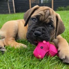 Prod�m �t��ata bullmastiffa