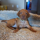 kr�tkosrst� �t��ata ma�arsk�ho vizslase k dopov�n�