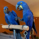 Kupte si papou�ky ara hyacintov�