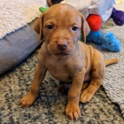 kr�tkosrst� �t��ata ma�arsk�ho vizslase k dopov�n�