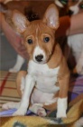 Prod�m �t��ata Basenji