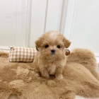 Prod�m ZDRAV� a O�KOVAN� �t��ata Maltipoo