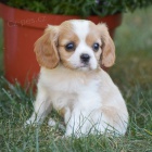 Prod�m mini o�kovan� �t��ata Kaval�r King Charles Spaniel.