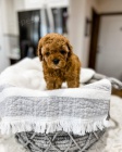 mini �t��ata Cavapoo