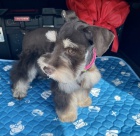 mini �t��ata mal�ch kn�ra��