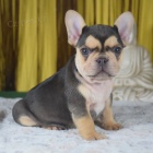 �t��ata francouzsk�ho buldo�ka.