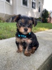 MINI �T���TKO YORKIPOO
