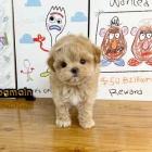 Prod�m ZDRAV� a O�KOVAN� �t��ata Maltipoo