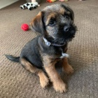 Prod�m �t��ata border teri�ra.