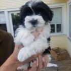 Prod�m roztomil� a zdrav� �t��ata havanese.