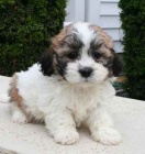 Prod�m roztomil� a zdrav� �t��ata havanese.