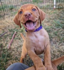 kr�tkosrst� �t��ata ma�arsk�ho vizslase k dopov�n�