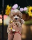 Prod�m ZDRAV� a O�KOVAN� �t��ata Maltipoo