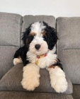 mini �t��ata Bernedoodle.