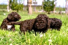 Lagotto Romagnolo �t��ata