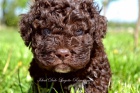 Lagotto Romagnolo �t��ata