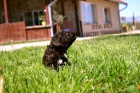 Lagotto Romagnolo �t��ata