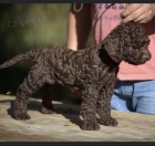 Lagotto Romagnolo �t��ata
