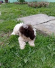 Lagotto Romagnolo �t��ata