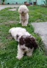 Lagotto Romagnolo �t��ata