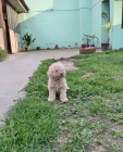 Lagotto Romagnolo �t��ata