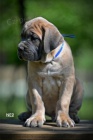 Cane Corso �t��ata