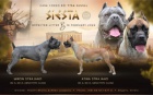 Cane Corso �t��ata