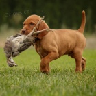 kr�tkosrst� �t��ata ma�arsk�ho vizslase k dopov�n�