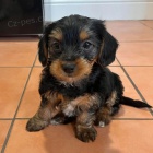 MINI �T���TKO YORKIPOO