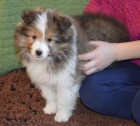 O�kovan� �t��ata Sheltie