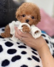 Pudl Toy �t��ata mini