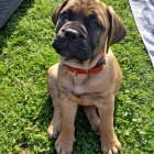 Prod�m �t��ata bullmastiffa