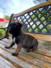 Belgick� ov��k malinois