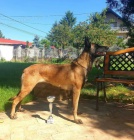 Belgick� ov��k malinois