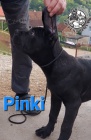 Cane Corso �t��ata