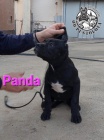 Cane Corso �t��ata