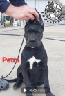 Cane Corso �t��ata