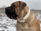 Jihoafrick� mastin - Boerboel �t��ata