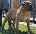 Jihoafrick� mastin - Boerboel �t��ata