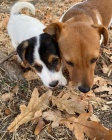 �t��ata jack russell teri�ra